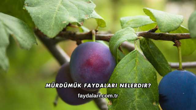 Mürdümük Faydaları Nelerdir?
