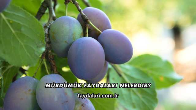 Mürdümük Faydaları Nelerdir?
