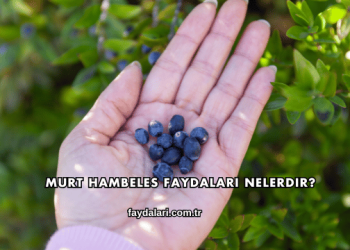 Murt Hambeles Faydaları Nelerdir?