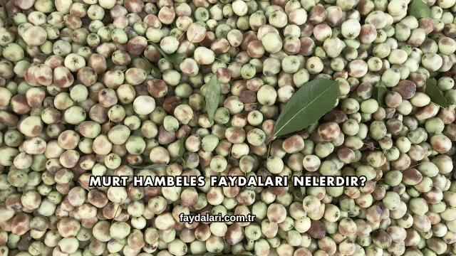 Murt Hambeles Faydaları Nelerdir?