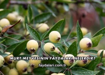 Murt Meyvesinin Faydaları Nelerdir?