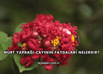 Murt Yaprağı Çayının Faydaları Nelerdir?