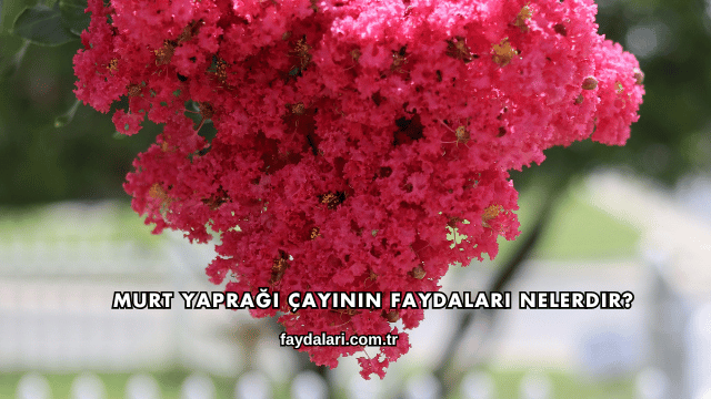 Murt Yaprağı Çayının Faydaları Nelerdir?