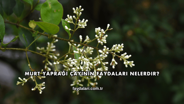 Murt Yaprağı Çayının Faydaları Nelerdir?