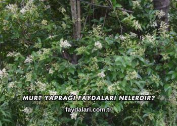 Murt Yaprağı Faydaları Nelerdir?