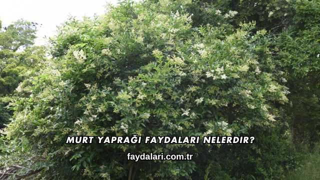 Murt Yaprağı Faydaları Nelerdir?