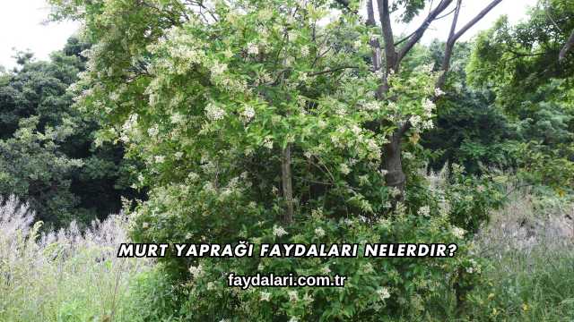Murt Yaprağı Faydaları Nelerdir?