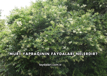 Murt Yaprağının Faydaları Nelerdir?