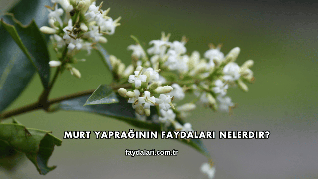 Murt Yaprağının Faydaları Nelerdir?