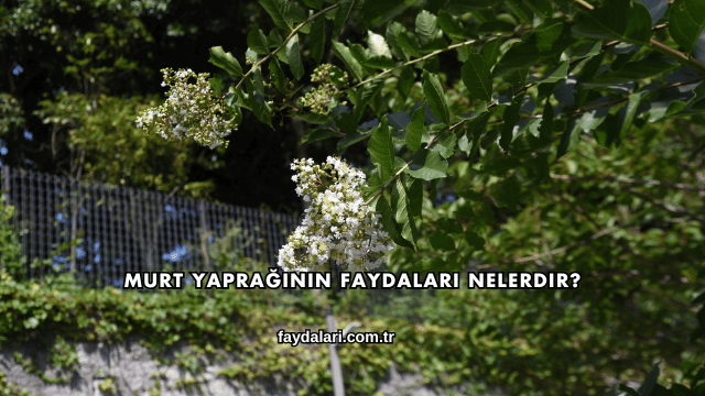Murt Yaprağının Faydaları Nelerdir?