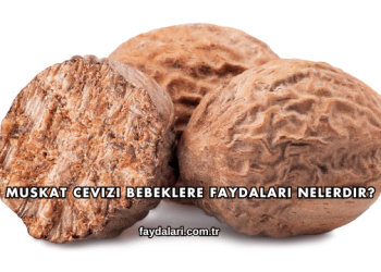 Muskat Cevizi Bebeklere Faydaları Nelerdir?