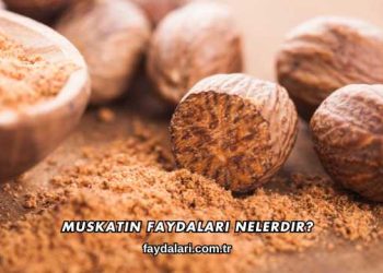 Muskatın Faydaları Nelerdir?