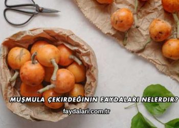 Muşmula Çekirdeğinin Faydaları Nelerdir?