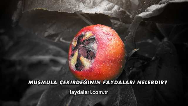 Muşmula Çekirdeğinin Faydaları Nelerdir?
