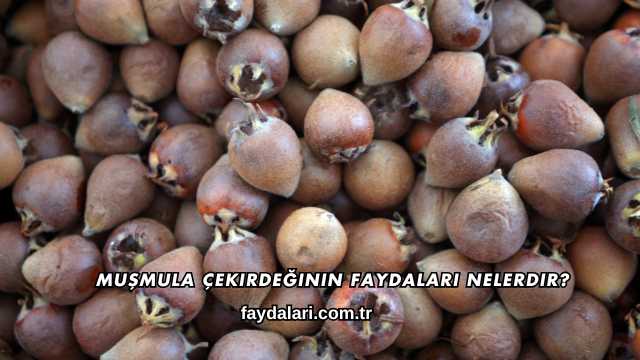 Muşmula Çekirdeğinin Faydaları Nelerdir?