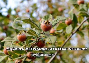 Muşmula Meyvesinin Faydaları Nelerdir?