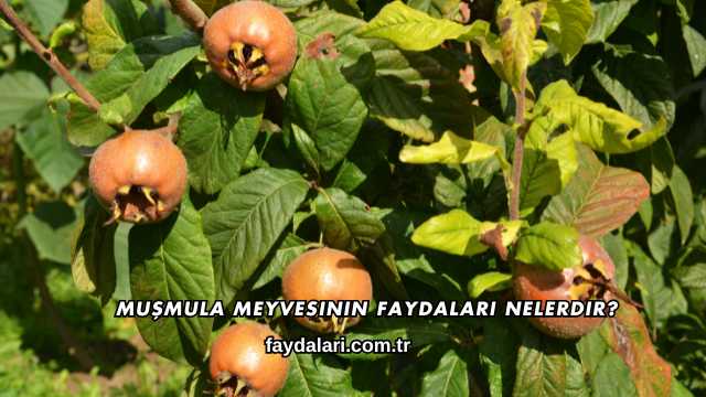Muşmula Meyvesinin Faydaları Nelerdir?