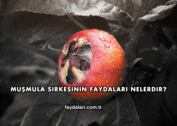 Muşmula Sirkesinin Faydaları Nelerdir?