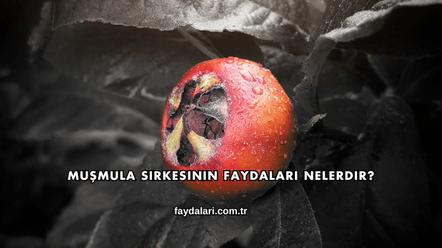 Muşmula Sirkesinin Faydaları Nelerdir?