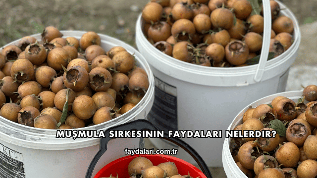 Muşmula Sirkesinin Faydaları Nelerdir?