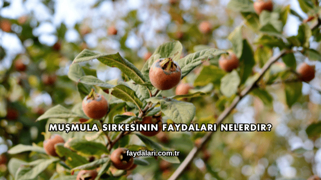 Muşmula Sirkesinin Faydaları Nelerdir?