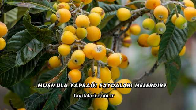 Muşmula Yaprağı Faydaları Nelerdir?