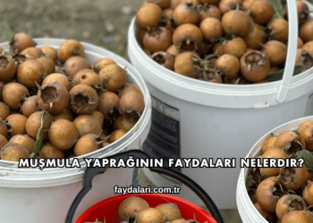 Muşmula Yaprağının Faydaları Nelerdir?