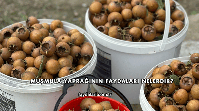 Muşmula Yaprağının Faydaları Nelerdir?
