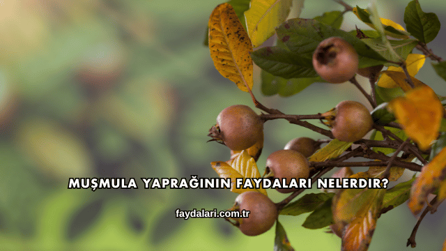 Muşmula Yaprağının Faydaları Nelerdir?