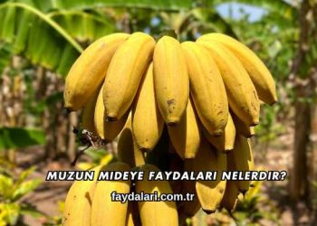 Muzun Mideye Faydaları Nelerdir?