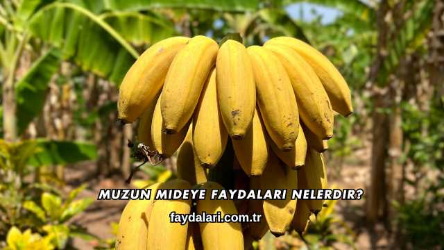 Muzun Mideye Faydaları Nelerdir?