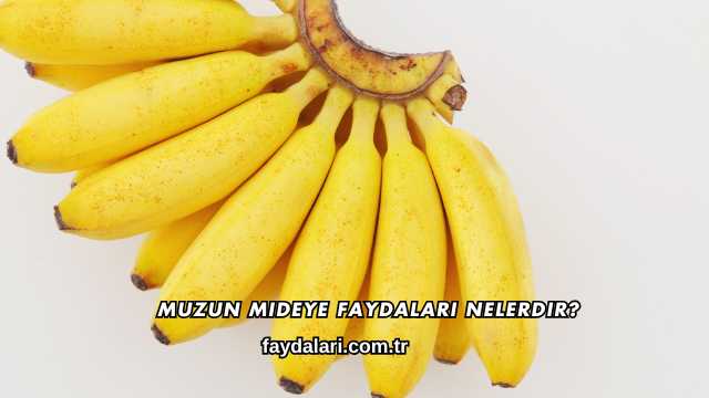 Muzun Mideye Faydaları Nelerdir?