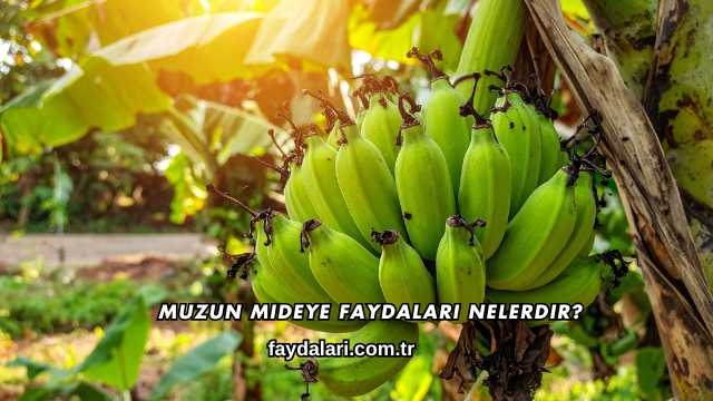 Muzun Mideye Faydaları Nelerdir?