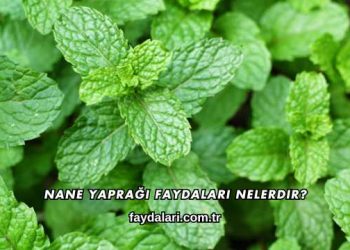 Nane Yaprağı Faydaları Nelerdir?
