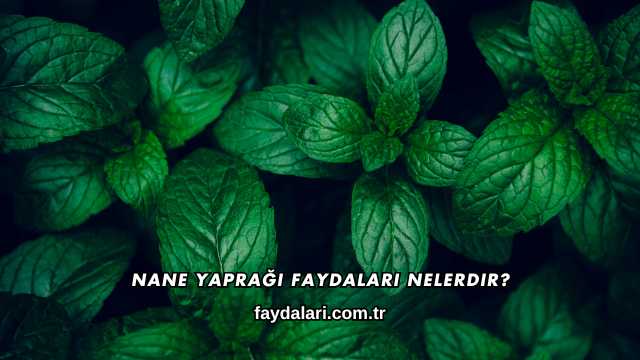 Nane Yaprağı Faydaları Nelerdir?