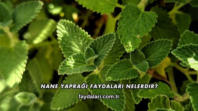 Nane Yaprağı Faydaları Nelerdir?