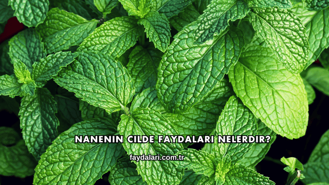 Nanenin Cilde Faydaları Nelerdir?