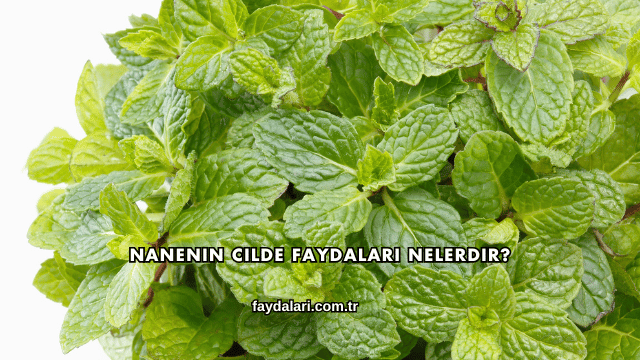 Nanenin Cilde Faydaları Nelerdir?