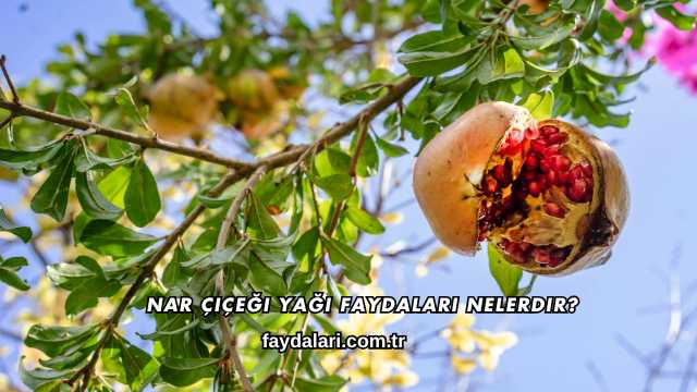 Nar Çiçeği Yağı Faydaları Nelerdir?