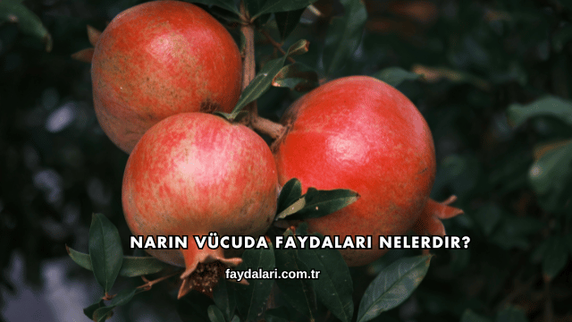 Narın Vücuda Faydaları Nelerdir?