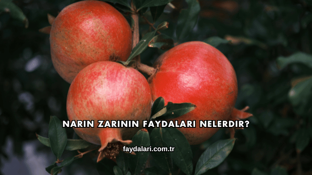 Narın Zarının Faydaları Nelerdir?