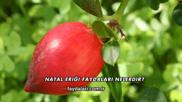 Natal Eriği Faydaları Nelerdir?