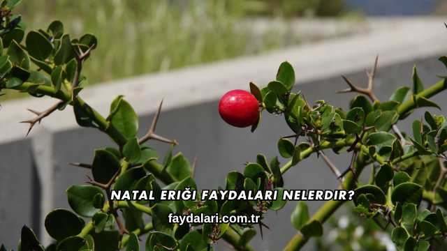Natal Eriği Faydaları Nelerdir?