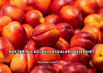 Nektarin Çağlası Faydaları Nelerdir?
