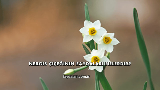 Nergis Çiçeğinin Faydaları Nelerdir?