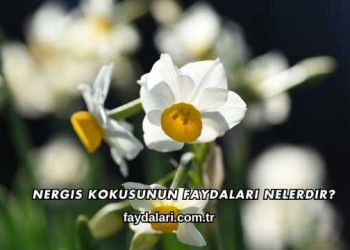 Nergis Kokusunun Faydaları Nelerdir?