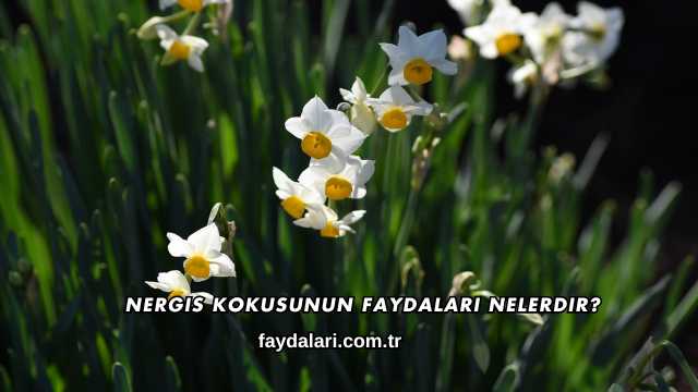 Nergis Kokusunun Faydaları Nelerdir?