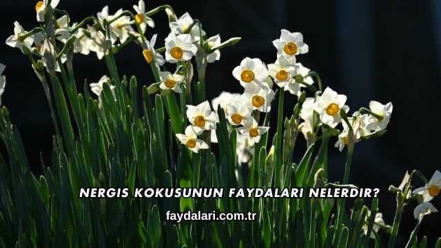 Nergis Kokusunun Faydaları Nelerdir?