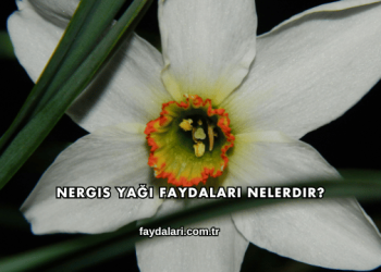 Nergis Yağı Faydaları Nelerdir?
