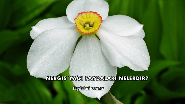Nergis Yağı Faydaları Nelerdir?